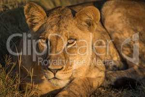 Close-up of lion lying down at sunset
