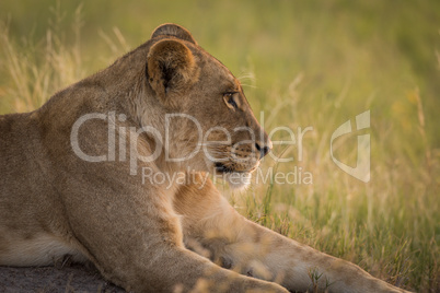 Close-up of lion lying down in grass