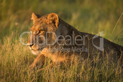 Close-up of lion lying in golden light