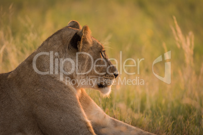 Close-up of lion lying in grass staring
