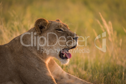 Close-up of lion lying in grass yawning