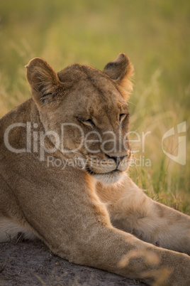 Close-up of lion lying with eyes closed