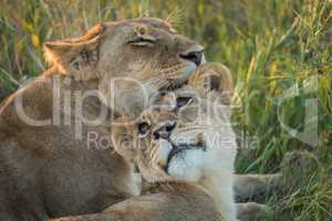 Close-up of lion nuzzling another in grass