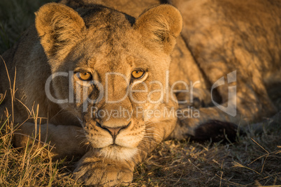 Close-up of lion staring in golden light