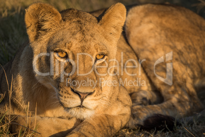 Close-up of lion resting in golden light