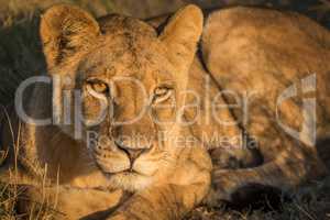 Close-up of lion resting in golden light