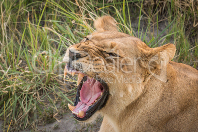 Close-up of lion yawning and showing teeth