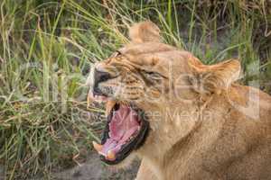 Close-up of lion yawning and showing teeth