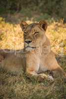 Close-up of lioness on grass turning head