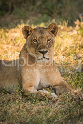 Close-up of lioness lying in grassy clearing