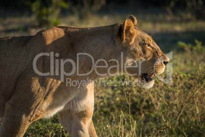 Close-up of lioness staring in golden light