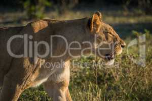 Close-up of lioness staring in golden light