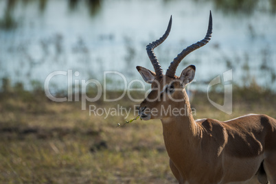 Close-up of male impala facing camera eating