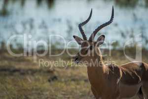 Close-up of male impala facing camera eating
