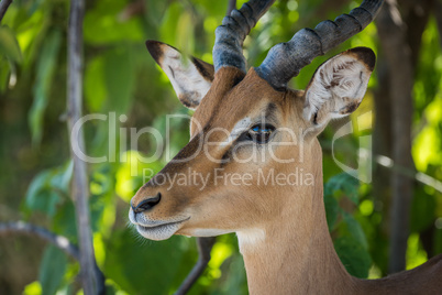 Close-up of male impala head in bushes