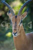 Close-up of male impala head in shade