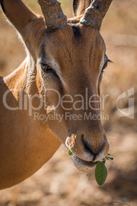 Close-up of male impala head while eating