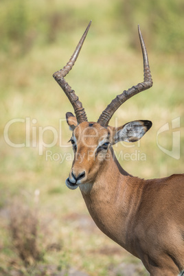 Close-up of male impala on grass chewing