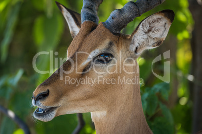 Close-up of male impala with mouth open