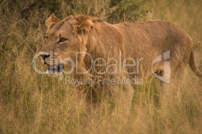 Close-up of male lion in long grass