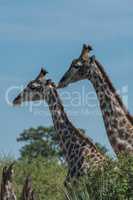 Close-up of two giraffe side-by-side above trees