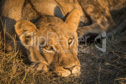 Close-up of sleepy lion staring at camera