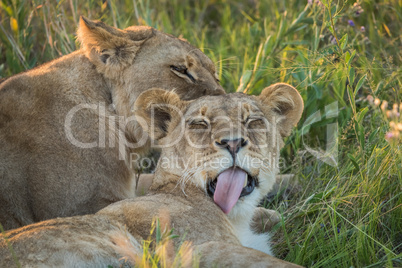 Close-up of two lions licking each other