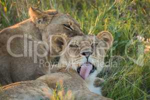 Close-up of two lions licking each other