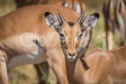 Close-up of young male impala facing camera