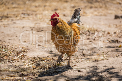 Cockerel with golden feathers on sandy ground