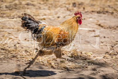 Cockerel with golden feathers running on sand