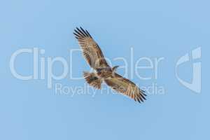 Crowned eagle flying overhead with wings spread