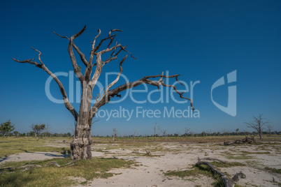 Dead tree on sandy plain with others