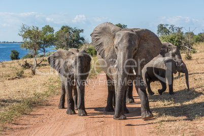 Dirt track blocked by family of elephants