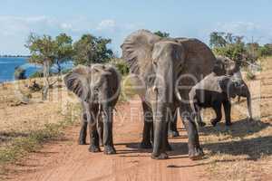 Dirt track blocked by family of elephants
