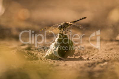 Dragonfly perched on dry leaf on ground