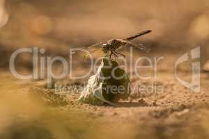 Dragonfly perched on dry leaf on ground
