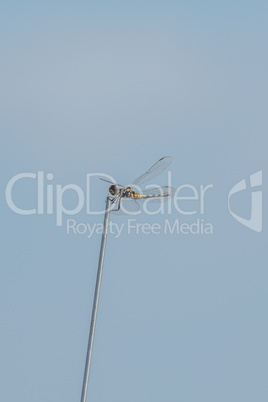 Dragonfly perched on tip of radio aerial
