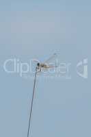Dragonfly perched on tip of radio aerial