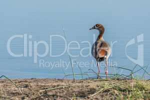 Egyptian goose on river bank facing camera