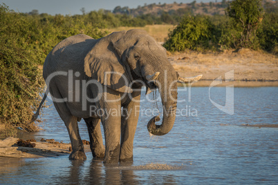 Elephant at dusk drinking from water hole