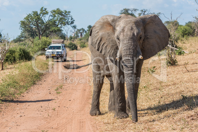 Elephant before jeep on track facing camera