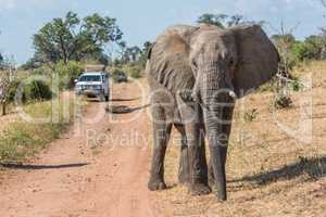 Elephant before jeep on track facing camera