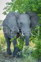 Elephant brushing past leafy bush facing camera