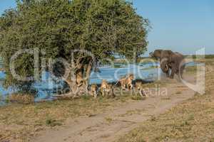 Elephant chases six lions away from tree