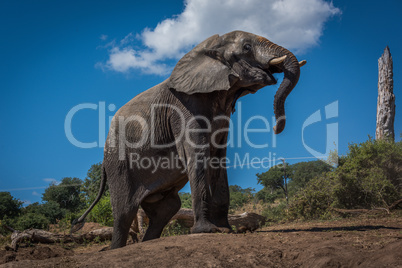 Elephant climbing earth bank beside dead tree
