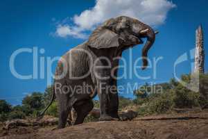 Elephant climbing earth bank beside dead tree