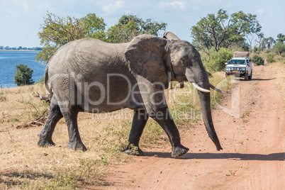 Elephant crossing dirt track before jeep