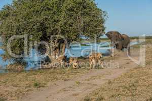 Elephant chases six lions away on riverbank