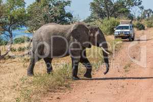 Elephant crossing track in front of jeep